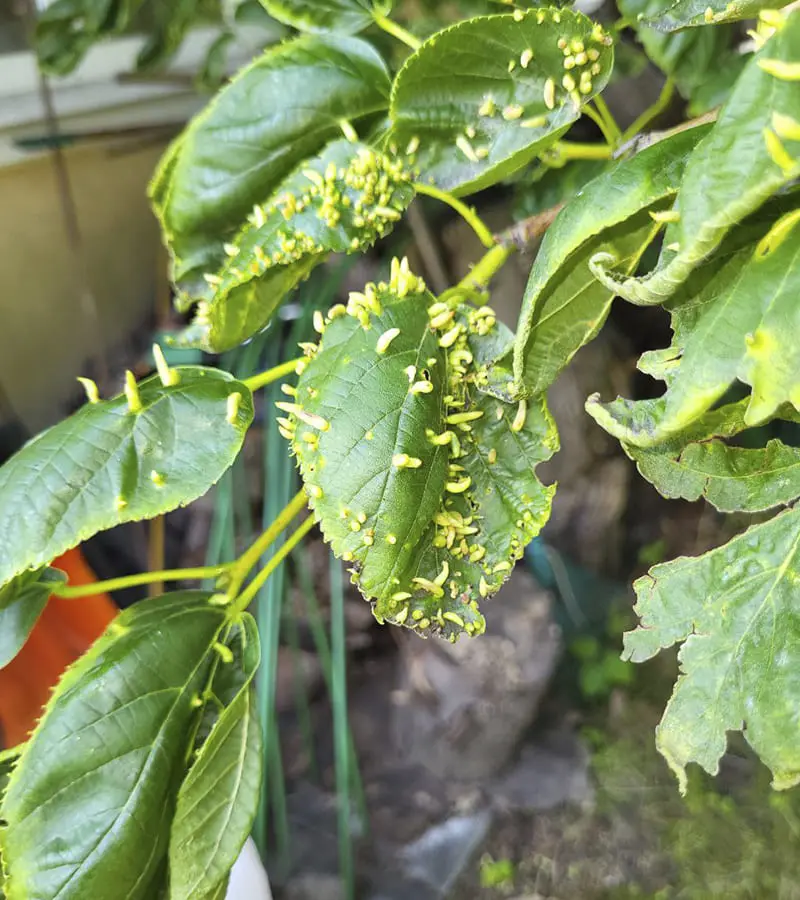 Обработка, опрыскивание Ели